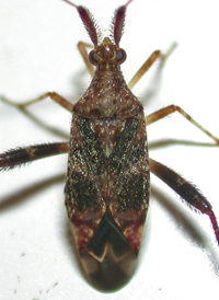 Clouded Plant Bug